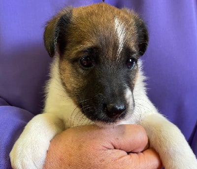 Les chiots de Fox Terrier Poil lisse