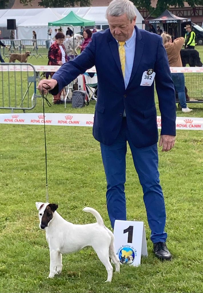 CH. Sissou du Manoir Saint Adrien - 1ER EXC - CACS - BOS - MEILLEUR SEXE OPPOSE