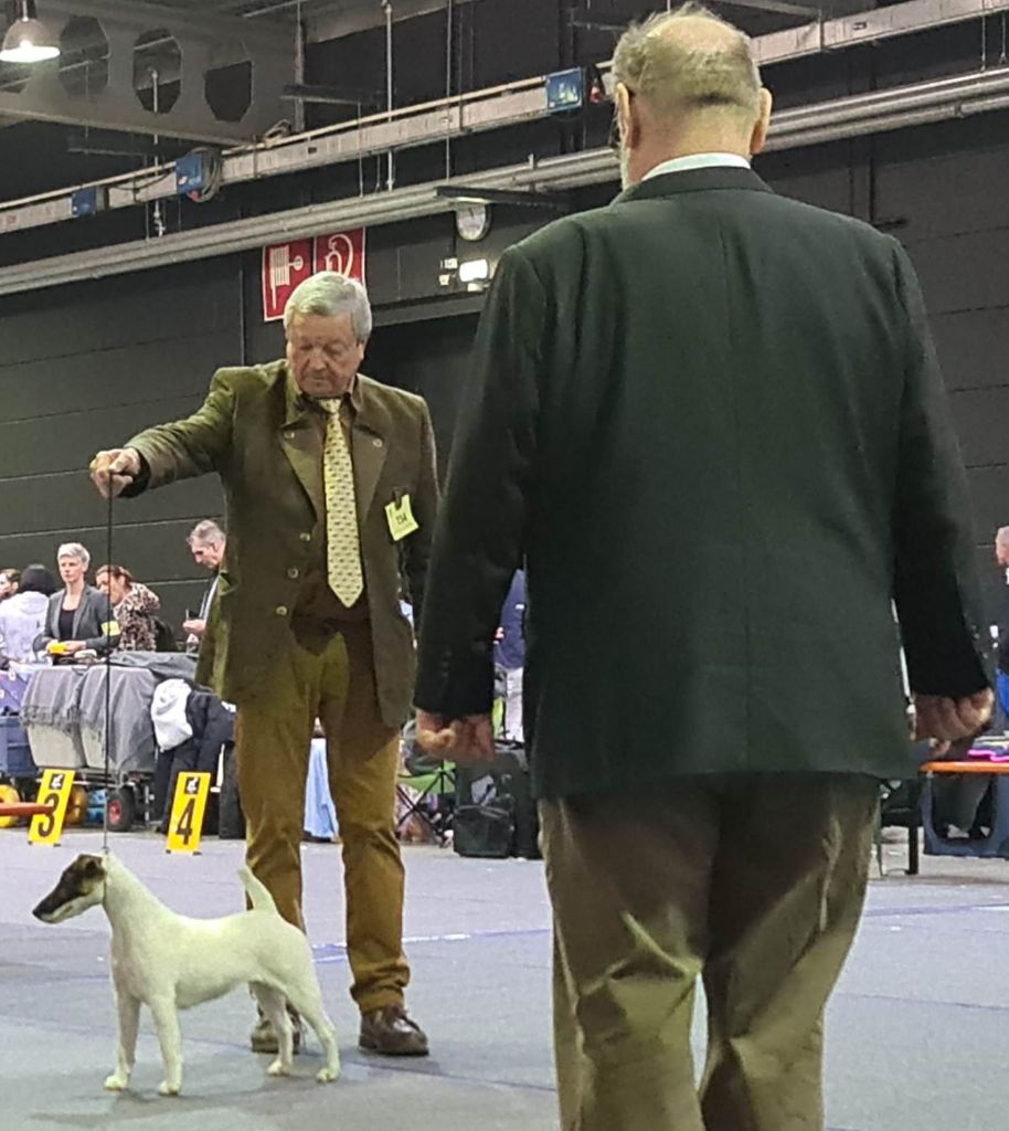 CH. Sissou du Manoir Saint Adrien - 1er EXC CACS - BOB