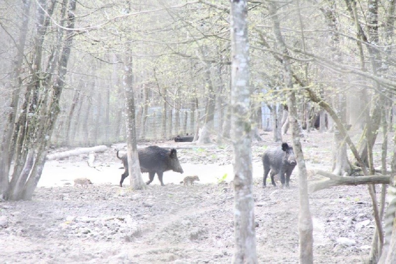 CH. Fantastic du Manoir Saint Adrien - 115/150 points TB