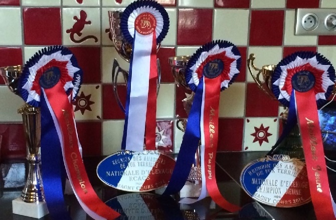 CH. Indian spirit du Manoir Saint Adrien - 2ème marche du podium RCACS - Excellent+ 95.25/100 points