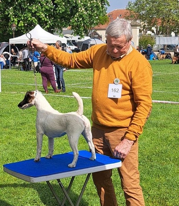 CH. Sissou du Manoir Saint Adrien - 1er EXC - CACS - BOB - MEILLEUR DE RACE - 1ER MEILLEUR DU GROUPE 3