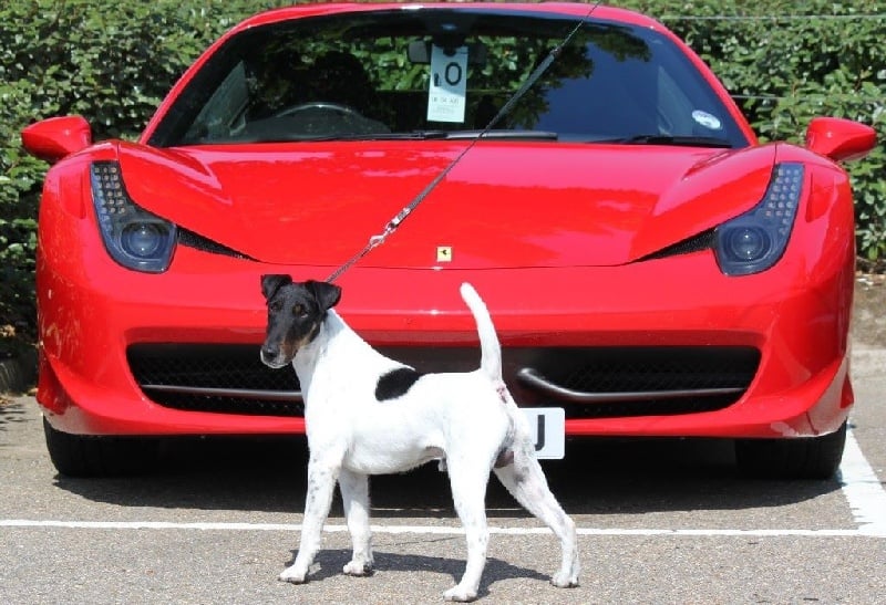 CH. Graindebeauté dit goupil du Manoir Saint Adrien - DCC (Certificat Challenge) - 1er en class Open Dog