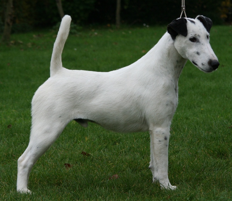 Belfox Folk dit milou - Excellent en classe Ouverte Mâle