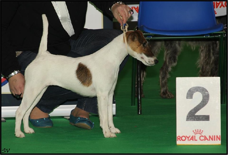 CH. Indian spirit du Manoir Saint Adrien - 2ème ex