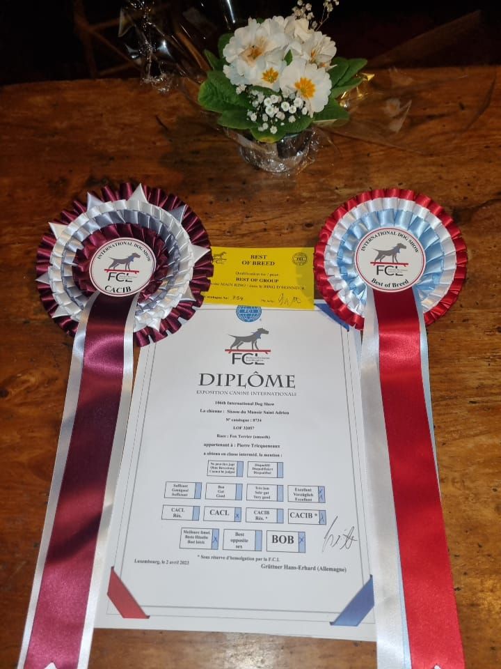 CH. Sissou du Manoir Saint Adrien - 1er CACL CACIB MEILLEUR DE RACE - BOB