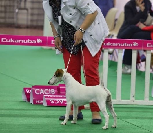 CH. Indian spirit du Manoir Saint Adrien - 1er excellent en classe jeune femelle