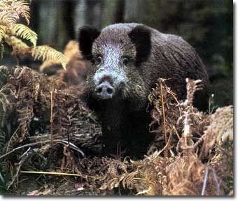 CH. Fantastic du Manoir Saint Adrien - 45/150 points