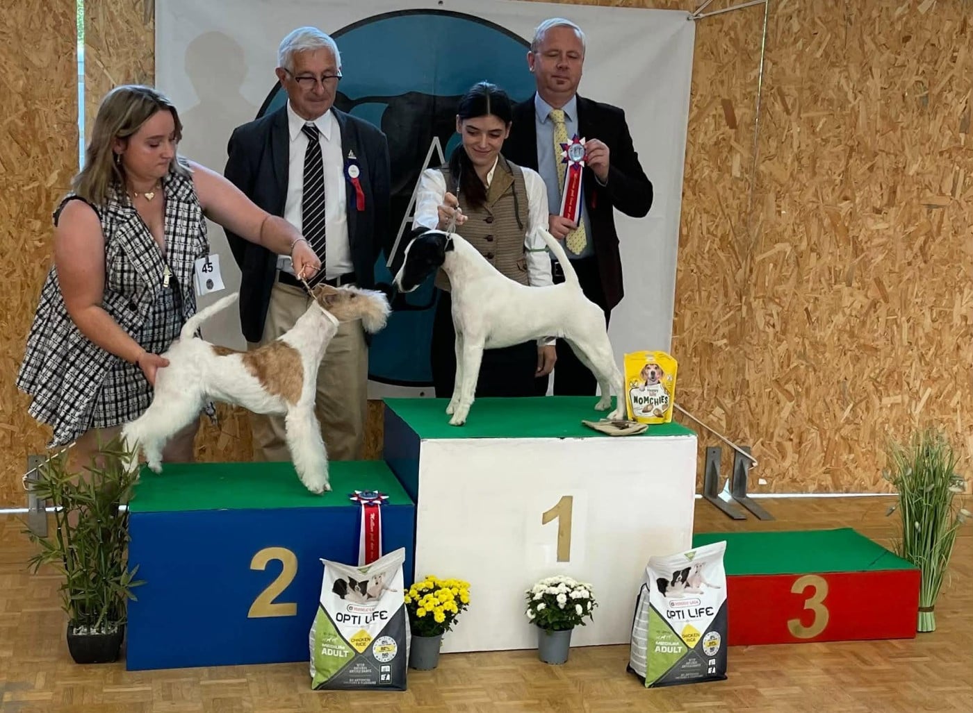CH. UMBERTO TOZZI du Manoir Saint Adrien - Moyenne 91/100 points 1er EXC+ - 1er - LE GRAND VAINQUEUR DE CE SHOW - BEST IN SHOW - BIS - BEST OF BREED BOB - BEST CHAMPION - MEILLEUR AUX POINTS PL - TROPHEE DU BREIL DES ELFES