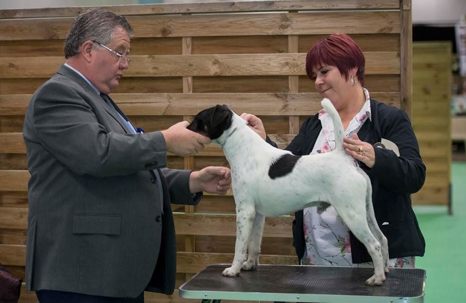 CH. Graindebeauté dit goupil du Manoir Saint Adrien - 92.25/100 points EXC+ en classe Mâle Champion