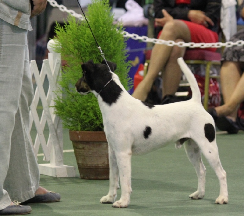 CH. Fantastic du Manoir Saint Adrien - Non classé en classe Limit Dog
