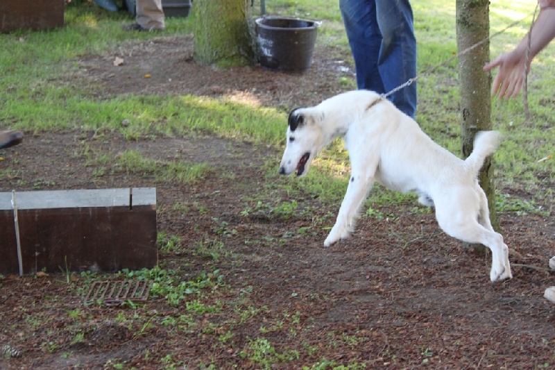 Belfox Folk dit milou - 63/150 points en classe ouverte