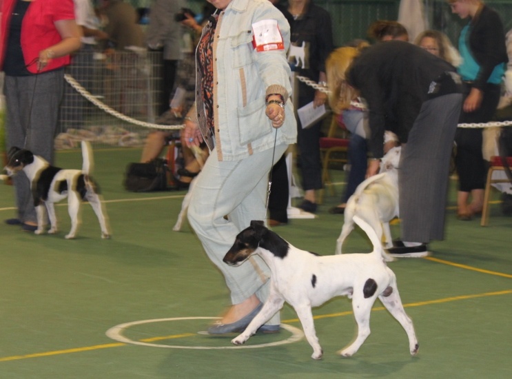 CH. Fantastic du Manoir Saint Adrien - 2ème en classe Limit Dog Mâle