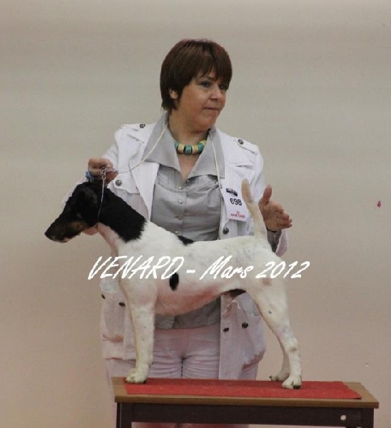 CH. Fantastic du Manoir Saint Adrien - 1er excellent CACS/RCACIB