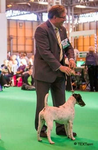 CH. Graindebeauté dit goupil du Manoir Saint Adrien - 1er class Open Dog - BOB - DCC (Challenge Certificate)