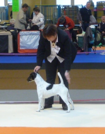 CH. Graindebeauté dit goupil du Manoir Saint Adrien - 1er Ex CACS/CACIB MEILLEUR DE RACE