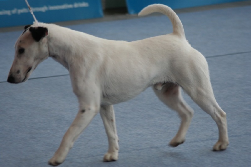Belfox Folk dit milou - 1er Très Bon - classe Ouverte Mâle