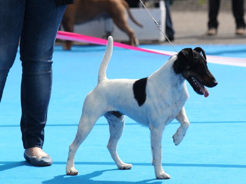 CH. Fantastic du Manoir Saint Adrien - 1er excellent CACS CACIB - MEILLEUR DE RACE, classe intermédiaire