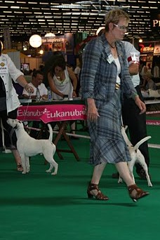 Belfox Folk dit milou - Excellent NC