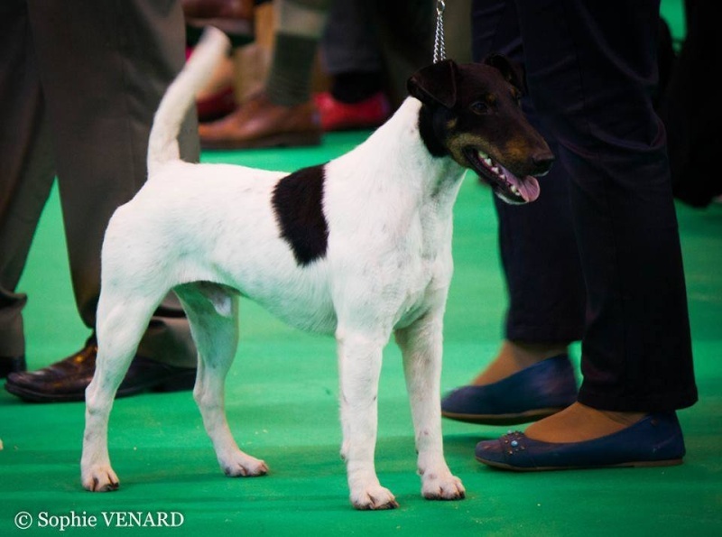 CH. Fantastic du Manoir Saint Adrien - NC class Open Dog