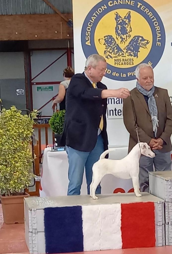 CH. Sissou du Manoir Saint Adrien - 1er EXC CACS/CACIB MEILLEUR DE RACE - 2EME DU GROUPE 3