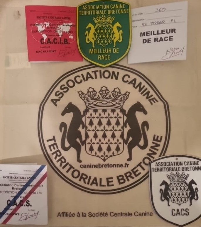 CH. Sissou du Manoir Saint Adrien - 1ER EXC - CACS/CACIB - BOB - MEILLEUR DE RACE (11 entrées)