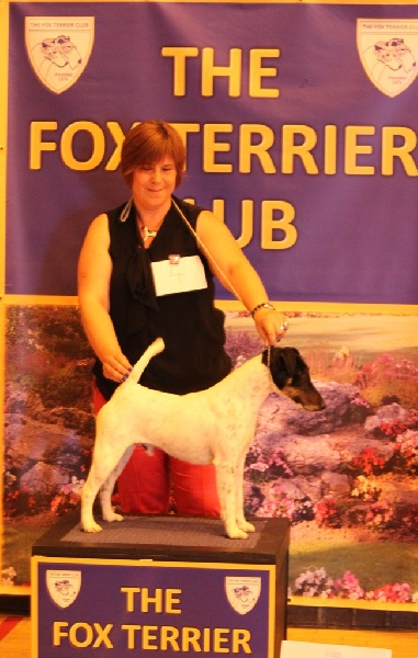 CH. Graindebeauté dit goupil du Manoir Saint Adrien - 1er class Limit Dog - Res DCC (Reserve Challenge Certificate)