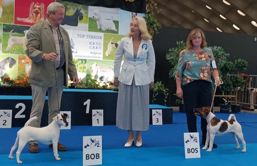 CH. Sissou du Manoir Saint Adrien - CAC/BOB MEILLEUR DE RACE - BEST IN SHOW