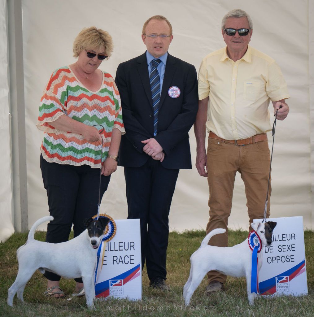 CH. Sissou du Manoir Saint Adrien - 1er EXC CACS/CACIB BOS - MEILLEUR SEXE OPPOSE