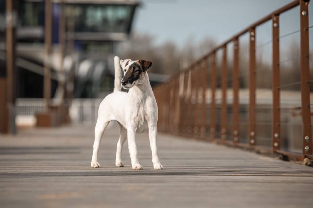 CH. Sissou du Manoir Saint Adrien - 1er EXC - CAC - MEILLEUR DE RACE - BOB en classe Ouverte Femelle