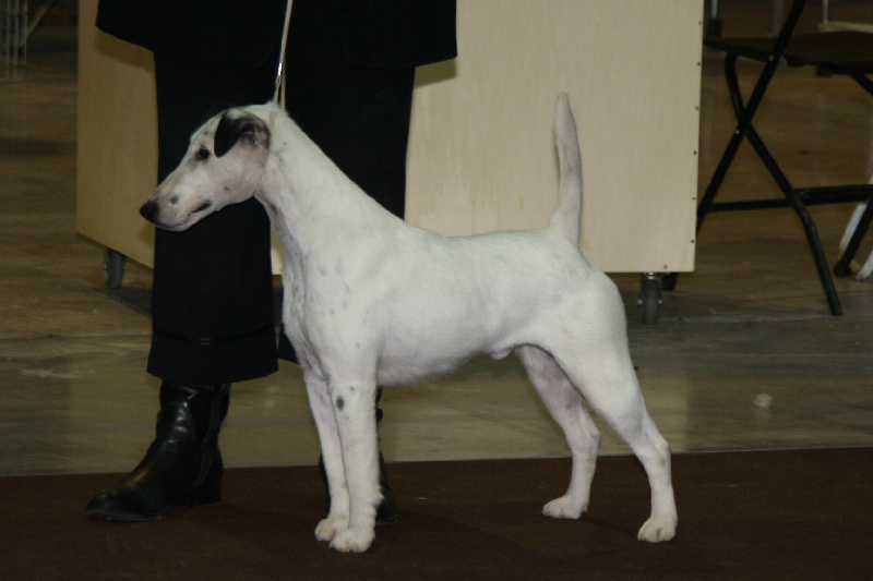 Belfox Folk dit milou - 3ème excellent