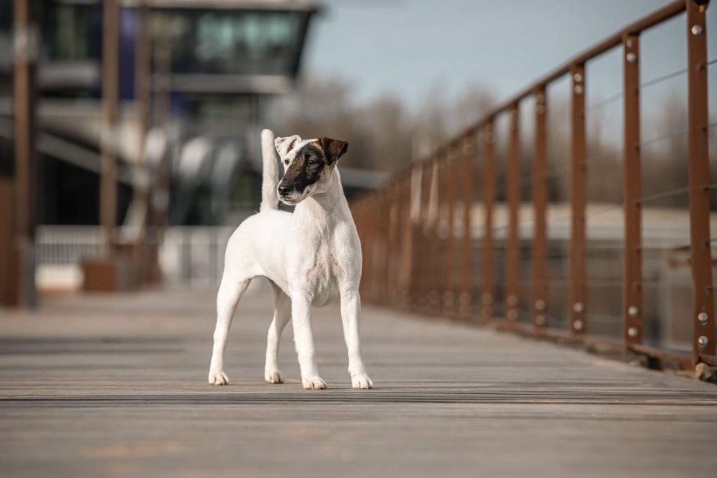 CH. Sissou du Manoir Saint Adrien - 1er CAC, Sissou devient championne Suisse
