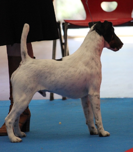 CH. Graindebeauté dit goupil du Manoir Saint Adrien - Excellent +