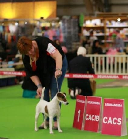 CH. Indian spirit du Manoir Saint Adrien - 1ère excellent CACS/CACIB en classe ouverte femelle