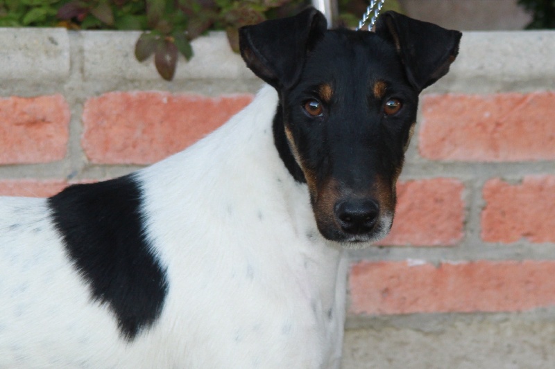 CH. Fantastic du Manoir Saint Adrien - 1er - 138/150 points en classe CQN