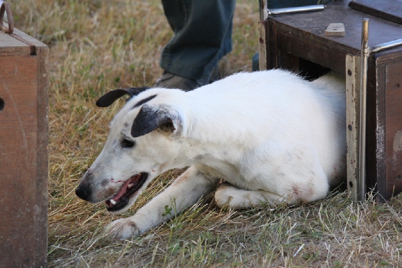 Belfox Folk dit milou - 4ème très bon - 113.50 points - classe ouverte (en contact)