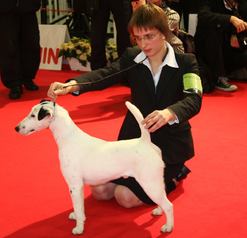 Belfox Folk dit milou - 1er Excellent "Meilleur Jeune de Race"