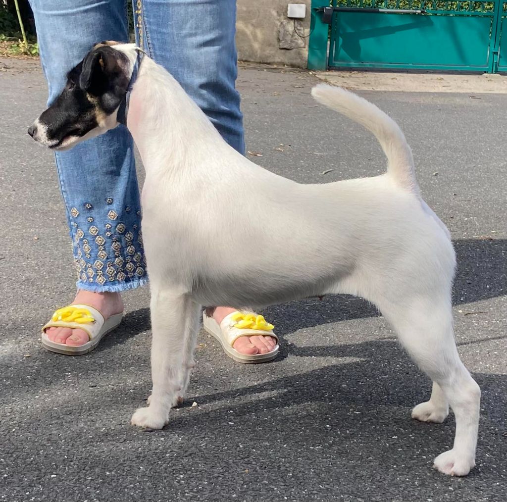 Top gun du Manoir Saint Adrien - CACS/CACIB, 1er EXC Classe Ouverte Femelle