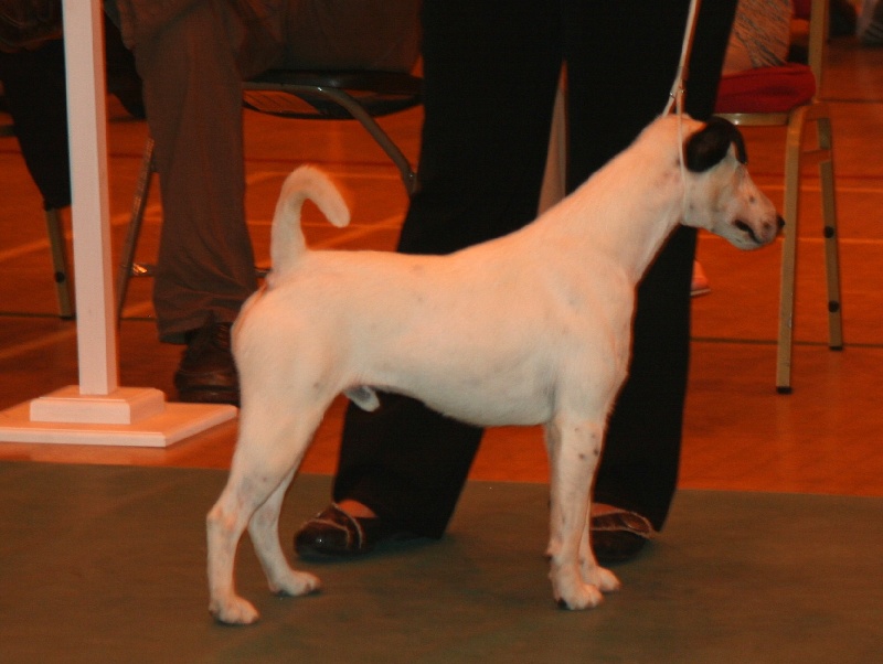 Belfox Folk dit milou - 3ème excellent