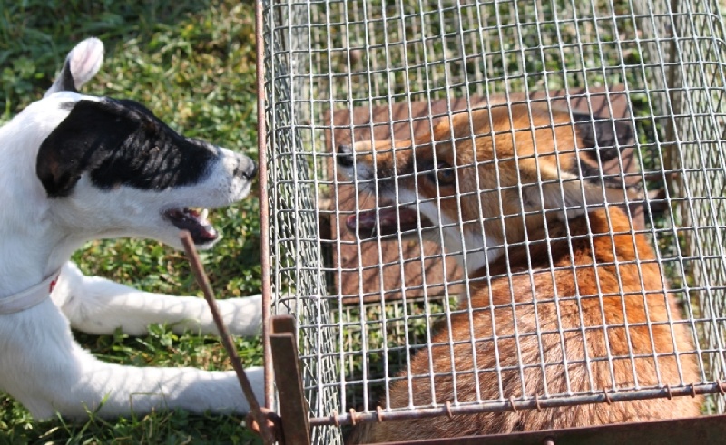 CH. Fantastic du Manoir Saint Adrien - 148/150 points excellent en classe ouverte avec contact