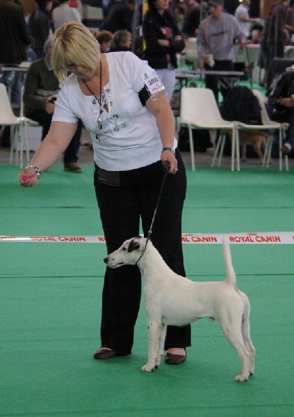 Belfox Folk dit milou - 2ème Excellent classe ouverte Mâle