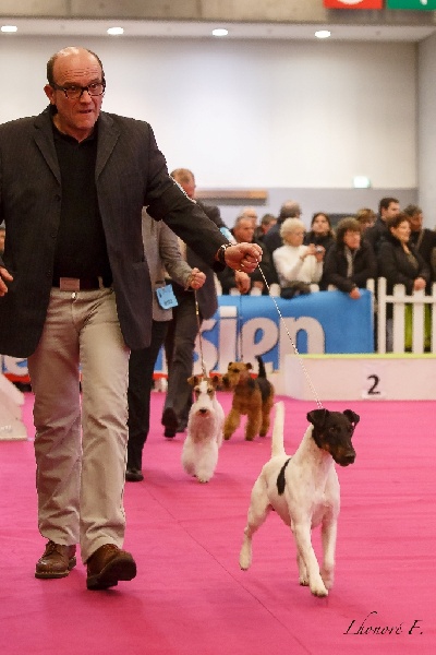 CH. Fantastic du Manoir Saint Adrien - En classe Champion mâle