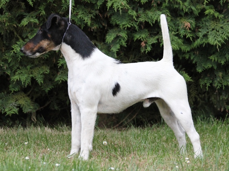 CH. Fantastic du Manoir Saint Adrien - 1 tour de ring !