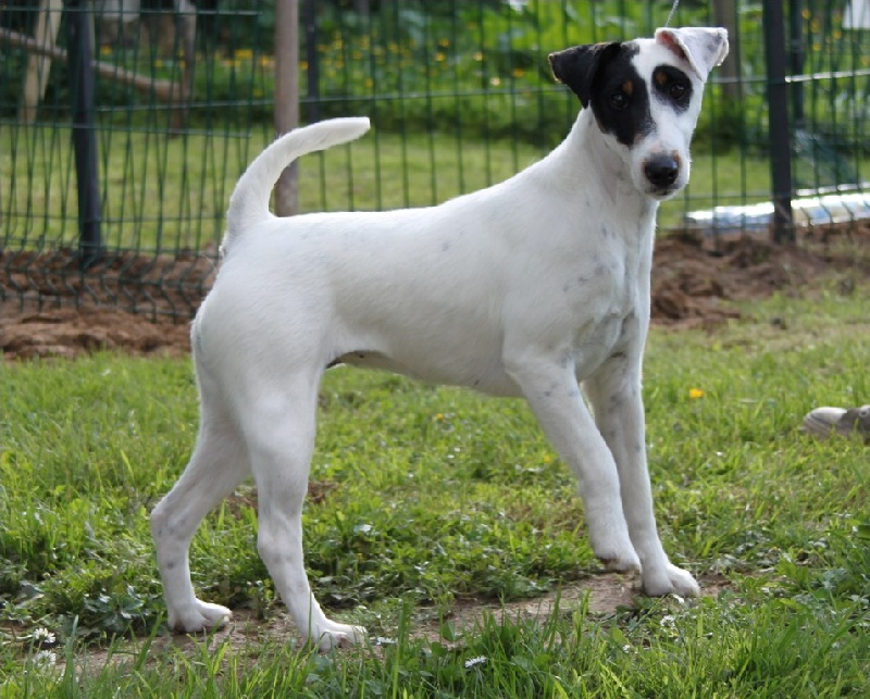 Eden park du Manoir Saint Adrien - Excellent en classe ouverte femelle