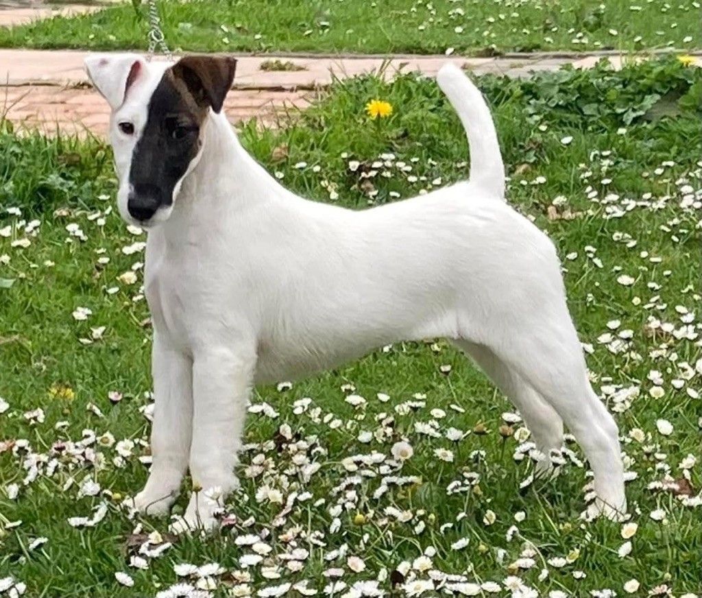 CH. Sissou du Manoir Saint Adrien - 1er EXC - CACIB -BOB - MEILLEUR DE RACE - en classe Champion Femelle