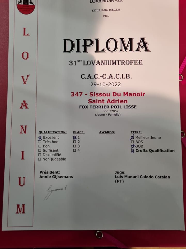 CH. Sissou du Manoir Saint Adrien - 1er EXC en classe Jeune Femelle MEILLEUR JEUNE - MEILLEUR DE RAC - BOJ BOB