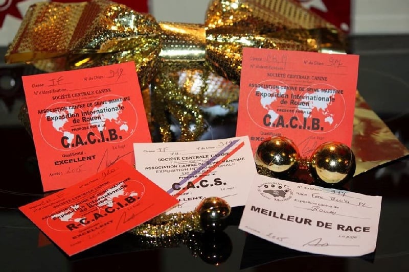 CH. Graindebeauté dit goupil du Manoir Saint Adrien - 1er exc CACIB MEILLEUR DE RACE