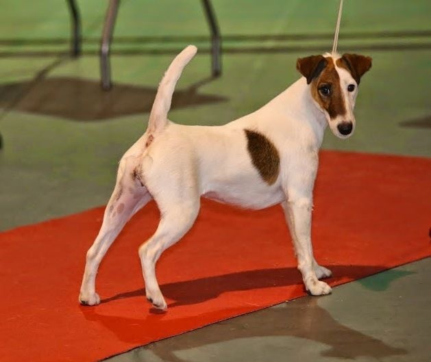 CH. Indian spirit du Manoir Saint Adrien - 1er excellent CACS/CACIB MEILLEUR DE SEXE OPPOSE