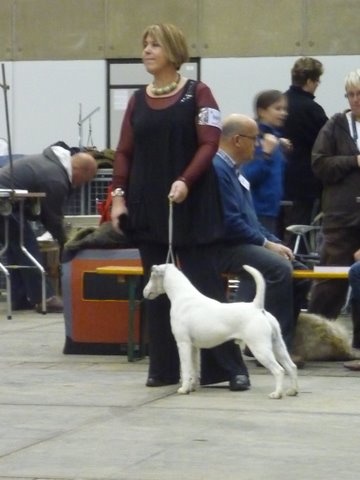 Belfox Folk dit milou - 2ème Excellent RCAC/RCACIB