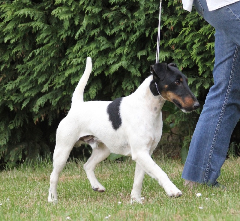 CH. Fantastic du Manoir Saint Adrien - 1er exellent - RCACS - classe intermédiaire